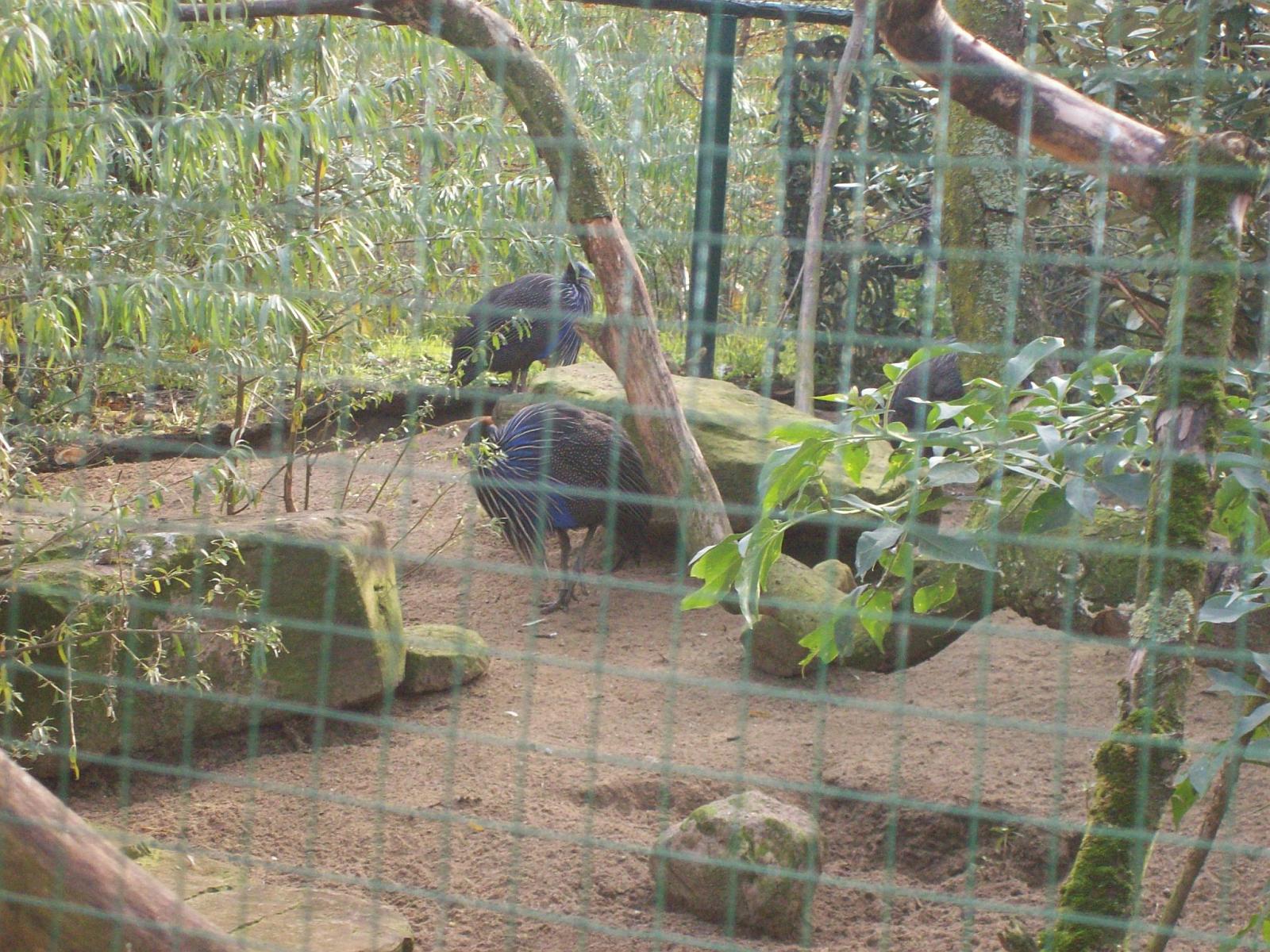 Zoom 18.10.2008-090.jpg